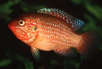 Image of Rubricatochromis lifalili 