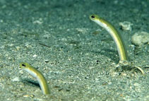 Image of Heteroconger luteolus (Yellow garden eel)