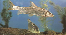 To FishBase images (<i>Hemibarbus maculatus</i>, by CAFS)