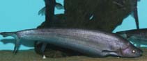 To FishBase images (<i>Hemisilurus mekongensis</i>, by Taylor, A.)