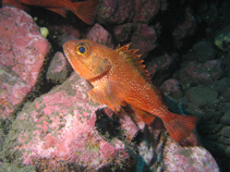 To FishBase images (<i>Helicolenus mouchezi</i>, by Tyler, P.)