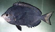 To FishBase images (<i>Hemitaurichthys multispinosus</i>, Pitcairn, by Randall, J.E.)