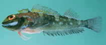 To FishBase images (<i>Helcogramma obtusirostre</i>, Oman, by Randall, J.E.)