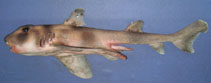 Image of Heterodontus omanensis (Oman bullhead shark)