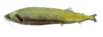To FishBase images (<i>Heterophotus ophistoma</i>, by JAMARC)