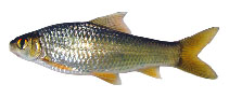 To FishBase images (<i>Henicorhynchus ornatipinnis</i>, Thailand, by Vidthayanon, C.)