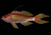 To FishBase images (<i>Hemanthias peruanus</i>, Panama, by Robertson, R.)