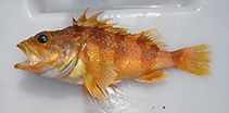 To FishBase images (<i>Helicolenus percoides</i>, New Zealand, by Duffy, C.)