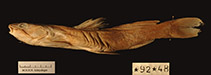 To FishBase images (<i>Hemibagrus planiceps</i>, Viet Nam, by MNHN)