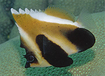 To FishBase images (<i>Heniochus pleurotaenia</i>, Myanmar, by Allen, G.R.)