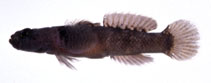 To FishBase images (<i>Hetereleotris poecila</i>, Japan, by Suzuki, T.)