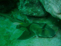 To FishBase images (<i>Heterodontus portusjacksoni</i>, Australia, by Atkinson, W.)