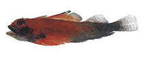 To FishBase images (<i>Helcogramma randalli</i>, Indonesia, by Randall, J.E.)