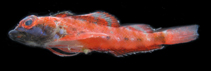 Image of Helcogramma rosea (Rosy triplefin)