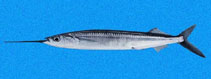 To FishBase images (<i>Hemiramphus saltator</i>, Panama, by Robertson, R.)
