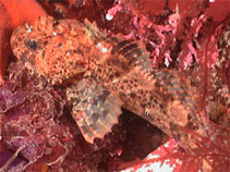To FishBase images (<i>Hemilepidotus spinosus</i>, USA, by Bauder, C.)