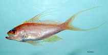 To FishBase images (<i>Hemanthias vivanus</i>, by NOAA\NMFS\Mississippi Laboratory)