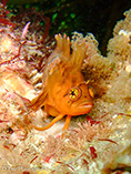 To FishBase images (<i>Heteroclinus wilsoni</i>, Australia, by Lee, D.)