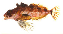 To FishBase images (<i>Hemilepidotus zapus</i>, Russia, by Orlov, A.)