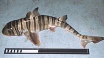 To FishBase images (<i>Heterodontus zebra</i>, by Gloerfelt-Tarp, T.)