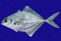 To FishBase images (<i>Hemicaranx zelotes</i>, Panama, by Allen, G.R.)