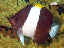 To FishBase images (<i>Hemitaurichthys zoster</i>, Maldives, by Patzner, R.)