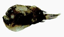 To FishBase images (<i>Himantolophus albinares</i>, by JAMARC)