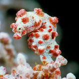 To FishBase images (<i>Hippocampus bargibanti</i>, Indonesia, by Brett, O.J. / www.tropicalfavourites.com)