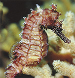 Image of Hippocampus barbouri (Barbour\