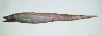 To FishBase images (<i>Synaphobranchus bathybius</i>, Philippines, by Reyes, R.B.)