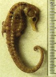 To FishBase images (<i>Hippocampus capensis</i>, South Africa, by Lourie, S.A.)