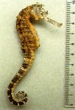 To FishBase images (<i>Hippocampus comes</i>, Philippines, by Lourie, S.A.)