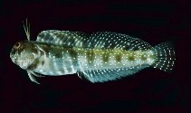 To FishBase images (<i>Hirculops cornifer menos</i>, South Africa, by Randall, J.E.)