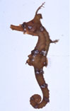 To FishBase images (<i>Hippocampus coronatus</i>, Japan, by Suzuki, T.)