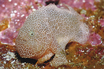 Image of Histiophryne cryptacanthus (Cryptic anglerfish)