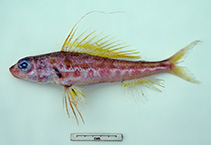 To FishBase images (<i>Hime curtirostris</i>, Australia, by Graham, K.)
