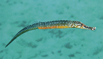 To FishBase images (<i>Hippichthys cyanospilos</i>, Andaman Is., by Erdmann, M.V.)