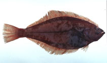 To FishBase images (<i>Hippoglossoides dubius</i>, Japan, by Suzuki, T.)