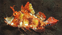 To FishBase images (<i>Hipposcorpaena filamentosus</i>, Indonesia, by Allen, G.R.)