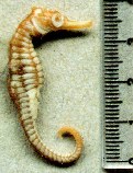 Image of Hippocampus fisheri (Fisher\
