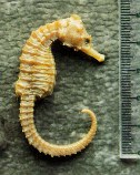 Image of Hippocampus fuscus (Sea pony)