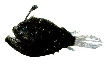 To FishBase images (<i>Himantolophus groenlandicus</i>, by JAMARC)