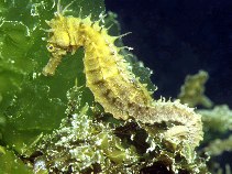 Image of Hippocampus guttulatus (Long-snouted seahorse)