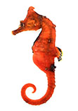 Image of Hippocampus haema (Korean seahorse)