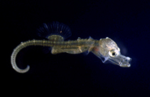 Image of Hippocampus hippocampus (Short snouted seahorse)