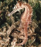 To FishBase images (<i>Hippocampus jayakari</i>, by Randall, J.E.)