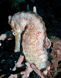 To FishBase images (<i>Hippocampus kelloggi</i>, Philippines, by Ryanskiy, A.)