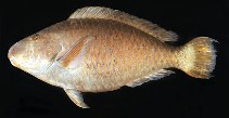 To FishBase images (<i>Hipposcarus longiceps</i>, Tahiti, by Randall, J.E.)
