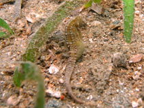 To FishBase images (<i>Hippocampus mohnikei</i>, Cambodia, by Marine Conservation Cambodia (MCC))
