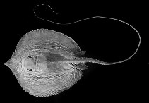 Image of Fluvitrygon oxyrhynchus (Marbled whipray)